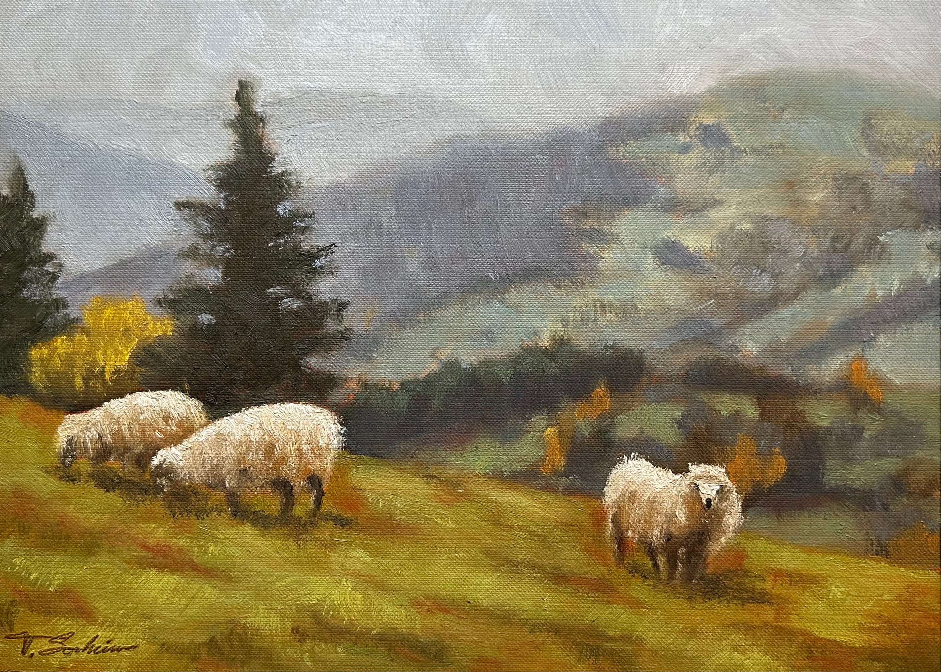 Grazing Sheep